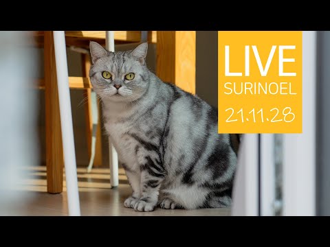 🔴21.11.28 LIVE 【<strong>SURI</strong>&amp;amp;NOEL】 수리노을 고양이들 생방송 😺📹