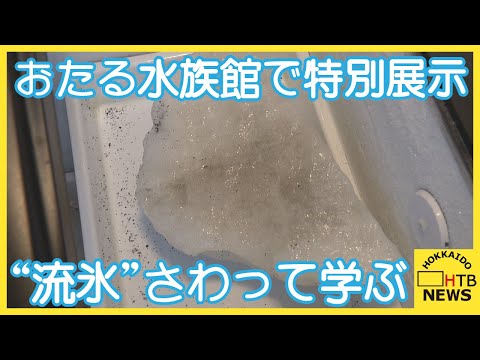 "流氷"を見て、さわって　凍りつくオホーツク海の世界を体験　おたる水族館で特別展示