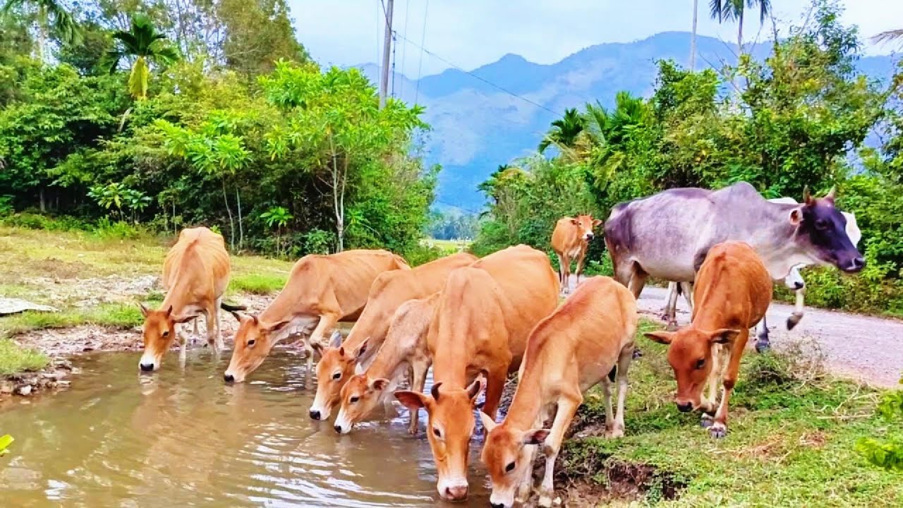 ASMR | Cow | A Herd of Cows Drinking Water | The Sound of Cows Calling their Friends