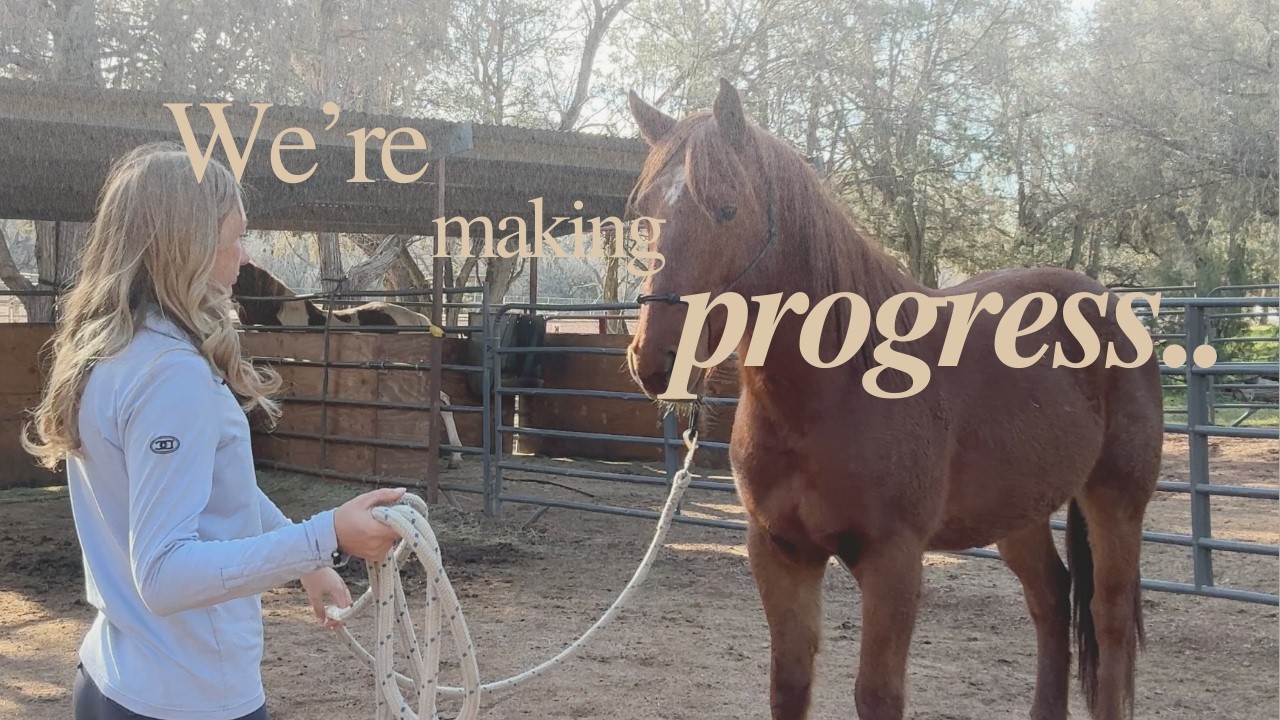 Teaching My Wild Mustang to Lead Calmly | Halter Training & Trust Progress