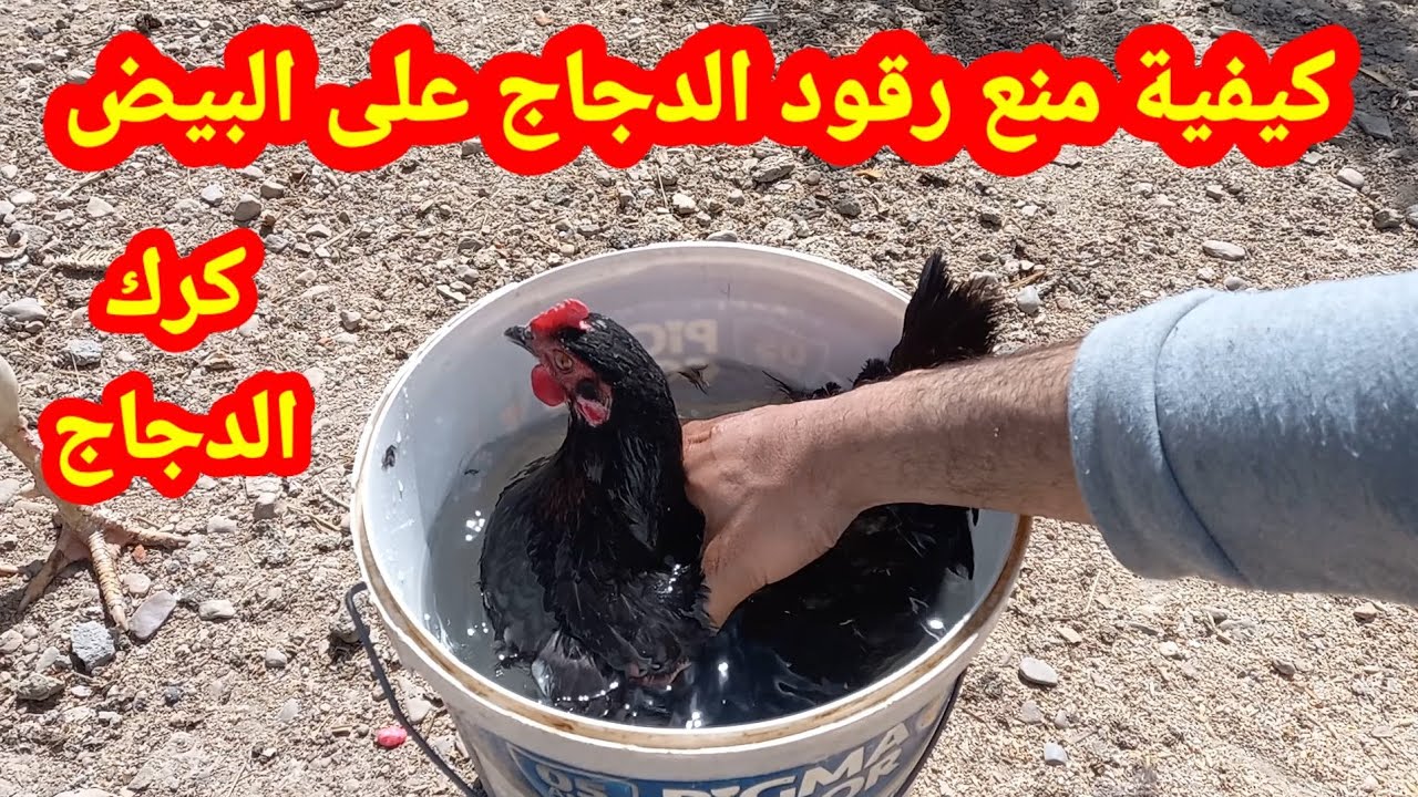 كيفية منع رقود الدجاج على البيض كرك الدجاج وكيفية التعامل معه🐔🐓