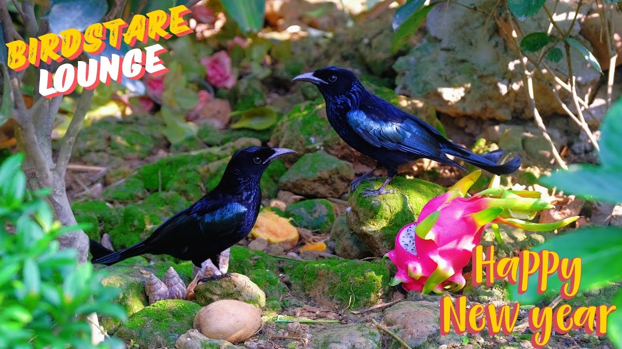 A Magical Morning With Birds Flying Joyfully To Welcome A Fresh New Year 2026😺Cat TV [4K]