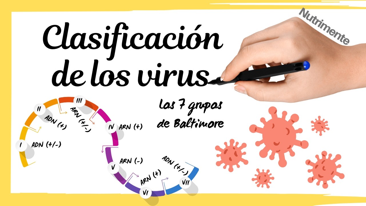 Clasificación de los Virus | Los 7 Grupos según la Clasificación de ...