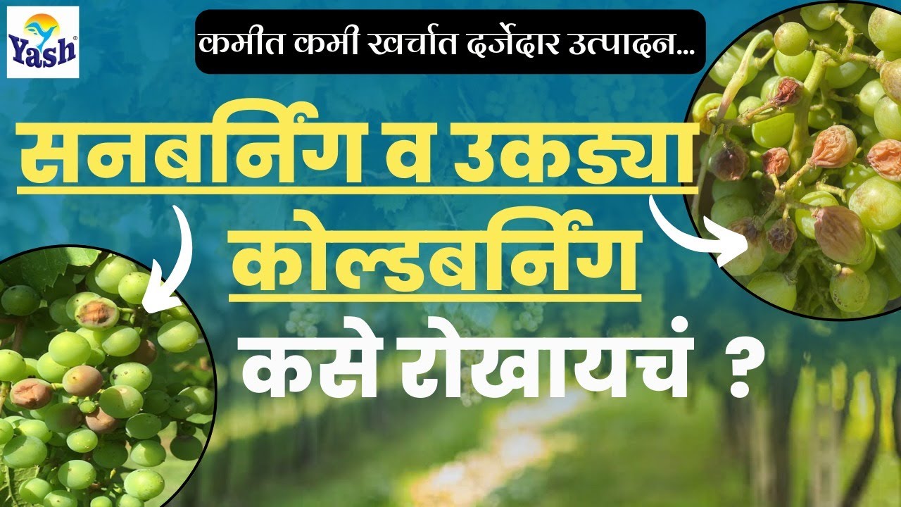 द्राक्ष बागेत सनबरनिंग उकड्या व कोल्डबरनिंग कसे थांबवायचे? | गोडीबहार छाटणी | #द्राक्षे #यशअग्रोलॅब