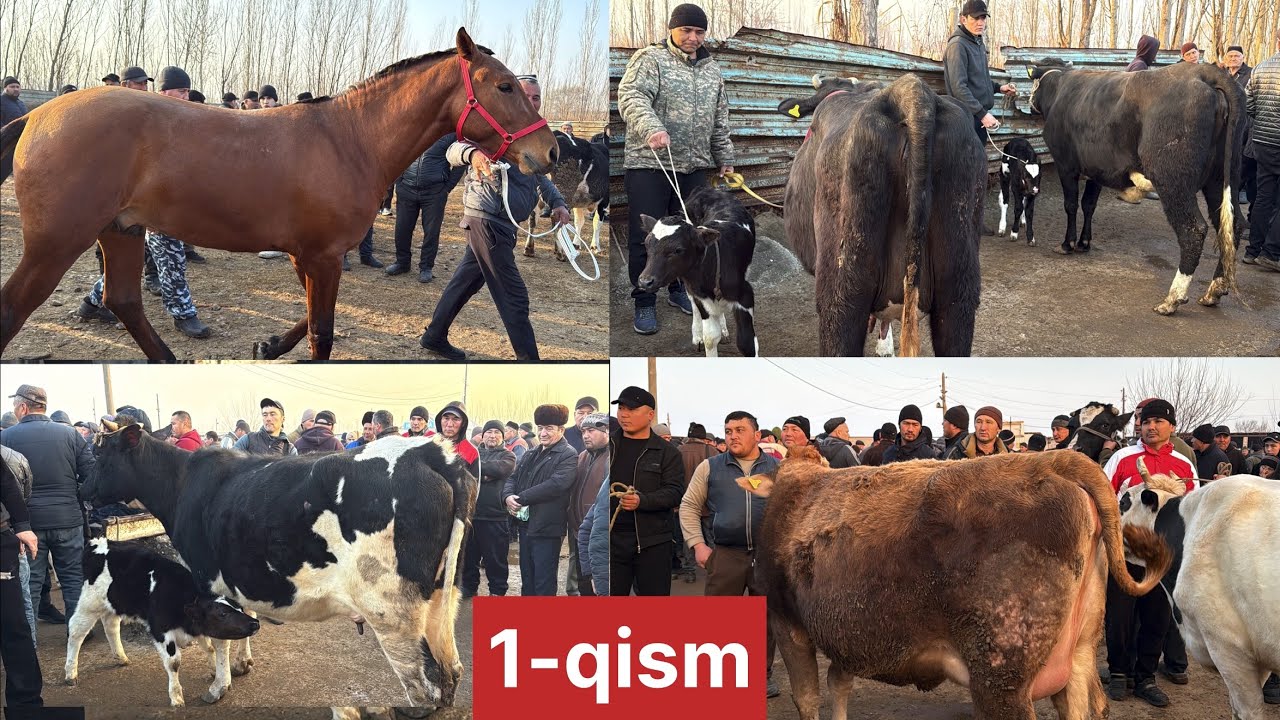 Beshariq mol bozori sigirlar narhlari bilan tanishing 22.02.2026yil