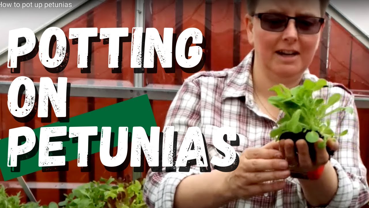 How to pot up petunias YouTube
