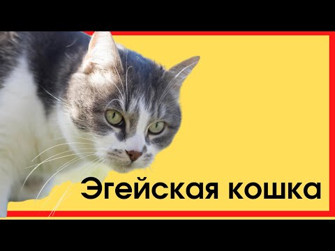 Видео: Эгейский кот