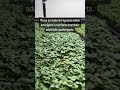 Kale Microgreens are a great source of nutrients. #microgreens #microgreen #microgreensfarm 🌱