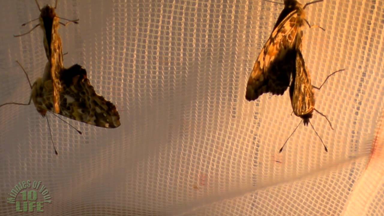 10 Minutes Of Your Life Watching 2 Pairs Of Painted Lady Butterflies