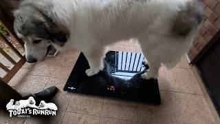 体重オーバーだけど...私のせいじゃないよ！という態度のベルです　Great Pyrenees　グレートピレニーズ