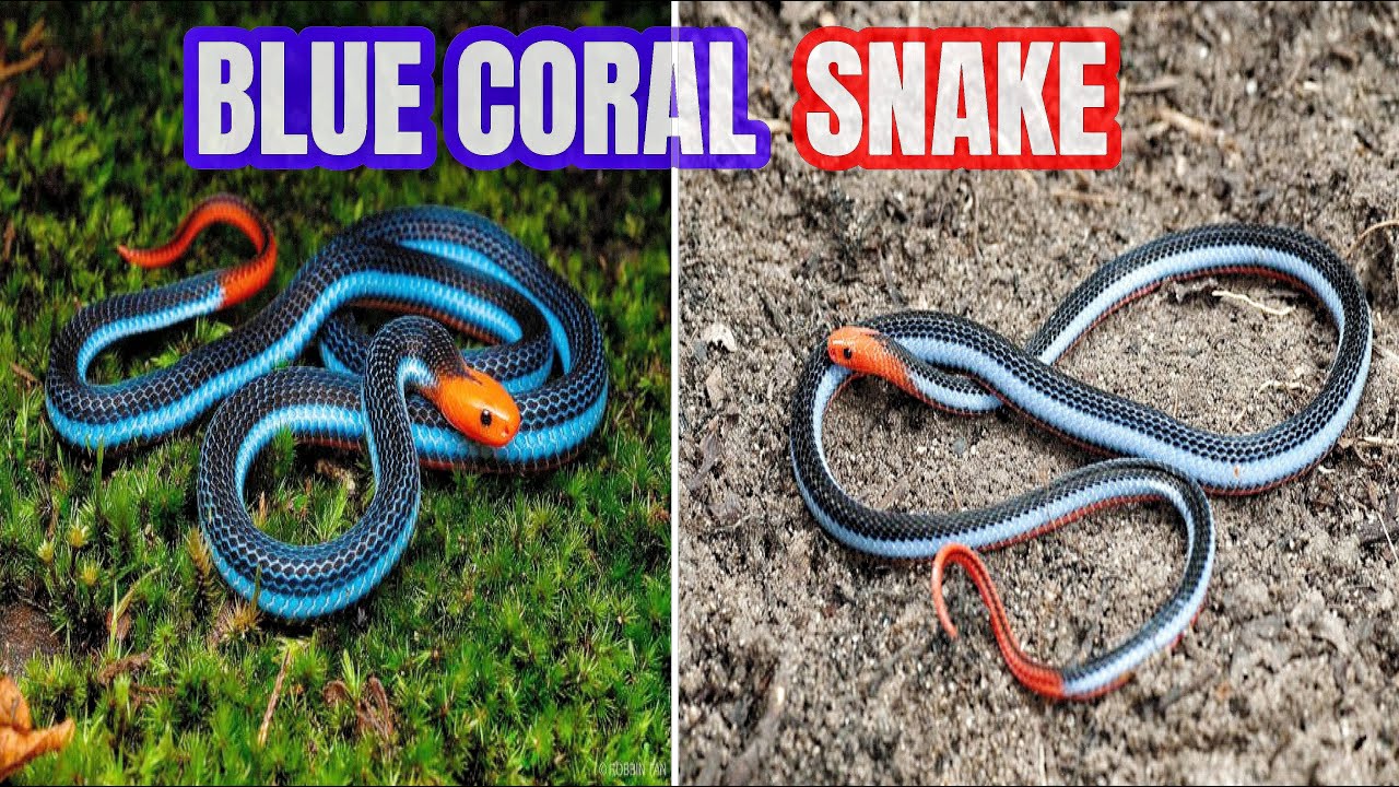 The Blue Coral Snake🐍The Killer of Killers