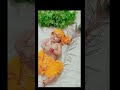 #lil_kanha 🥰🥰🥰🥰🥰🥰🥰🥰🥰