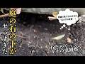 【閲覧注意】石の下から次々と現れる謎の気持ち悪い生き物たち…