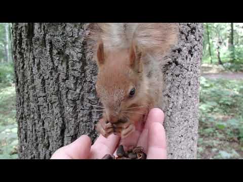 Бельчонок который всего боялся, впервые сел мне на ладонь / A small squirrel sat on my palm