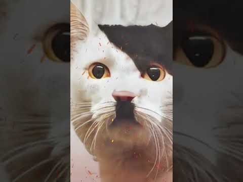 ماذا فعل القط قطلر في اسماك التونة