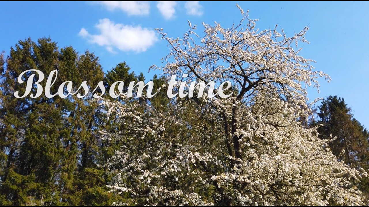 Blossom time YouTube