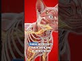 Is Chicken Good for Cats? 🐱🍗#CatHealth#CatsOfYouTube#CatShorts#PetEducation#IsItSafeForCats