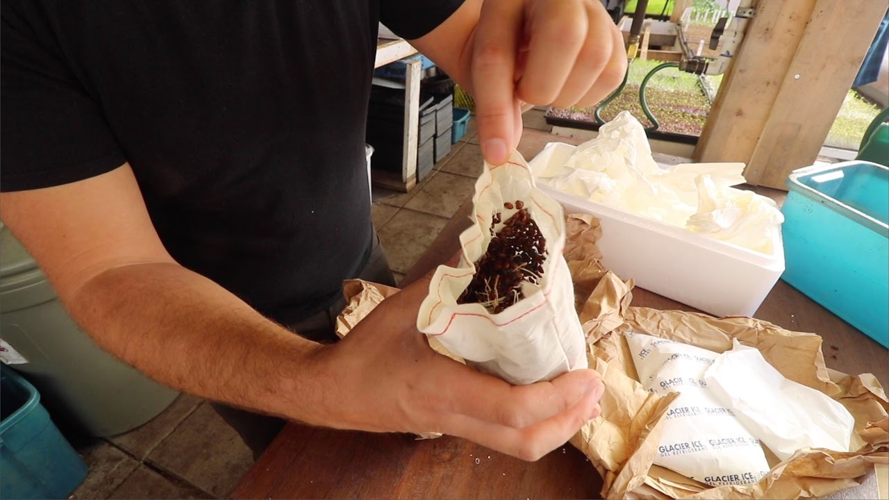 BUGS IN A BOX!!! Beneficial Insects by Mail Order - YouTube