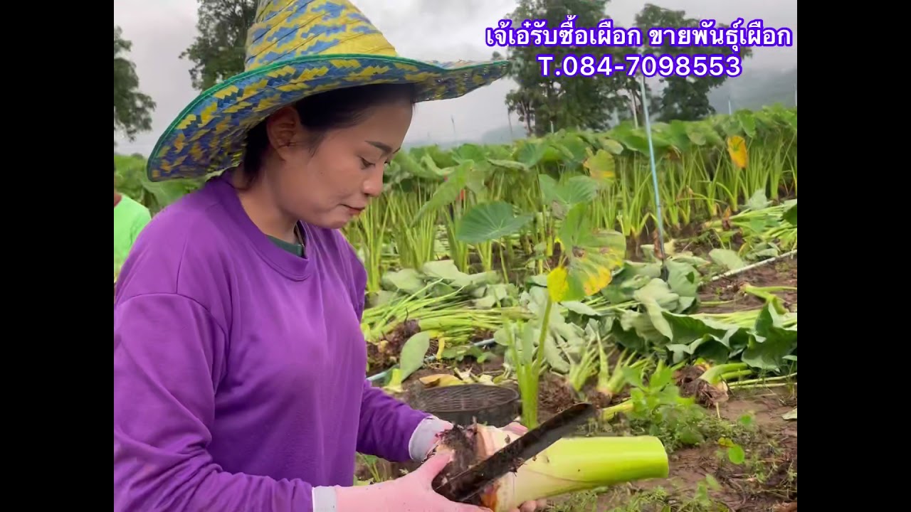 Ep.5 ขุดเผือกหอม หัวใหญ่มาก! ที่ม่วงเฒ่า กาญจนบุรี| เจ้เอ๋รับซื้อเผือกหอม 084-7098553