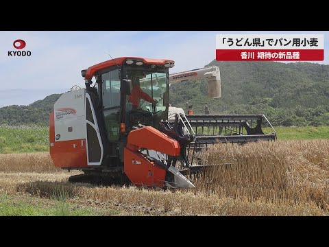 【速報】「うどん県」でパン用小麦 香川、期待の新品種