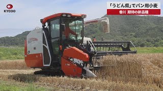 【速報】「うどん県」でパン用小麦 香川、期待の新品種