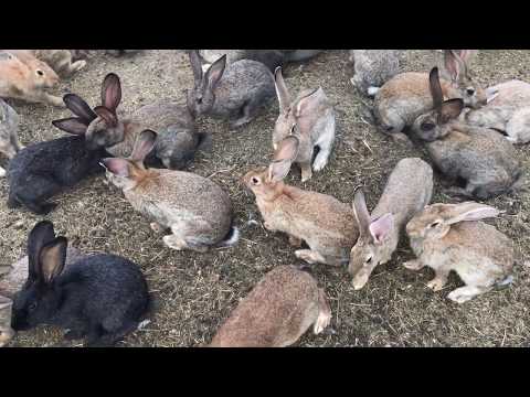 Видео: Кролики свободного выгула: история эмансипации кролика