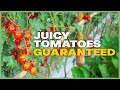The 5-Minute Method to Get the Tastiest Tomatoes Ever