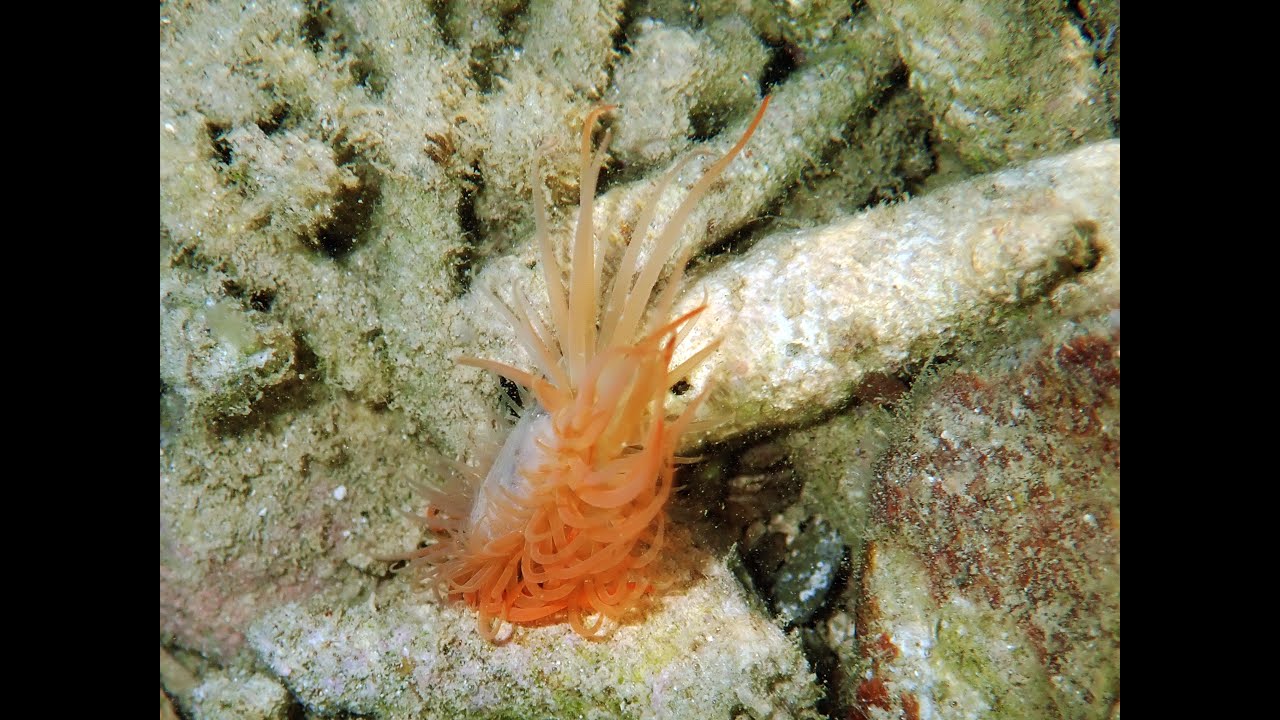 The displacement of Limaria sp.