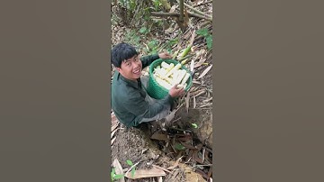 Đi lên rừng lấy măng và làm măng muối chua #vochonganba #Cuộc sống hằng ngày #shorts