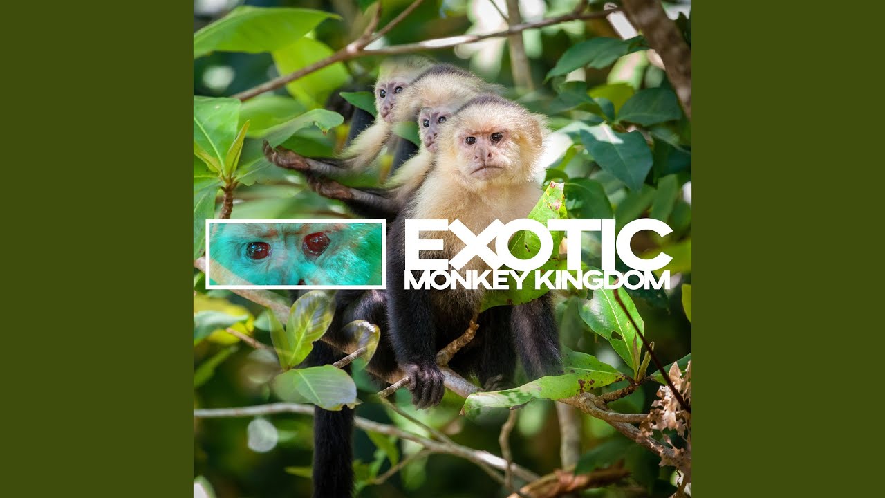 Squeak of Little Monkey