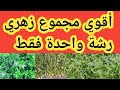 رشة واحدة فقط وتحصل علي أعلي نسبة تزهير وتمنع تساقط الأزهار
