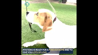 Mysterio ready for new home, trained through veteran program