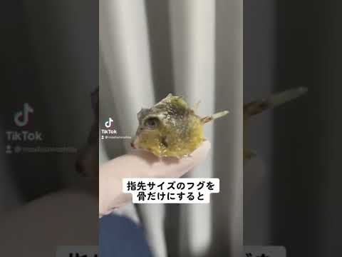 ふぐの骨格標本 Shorts Tiktok 骨格標本 Youtube