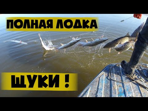 Полная лодка щуки! Весенняя рыбалка сетями ПО ЛИЦЕНЗИИ, на реке Амур.