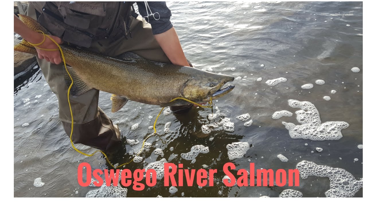City Salmon Fishing ?!? YouTube