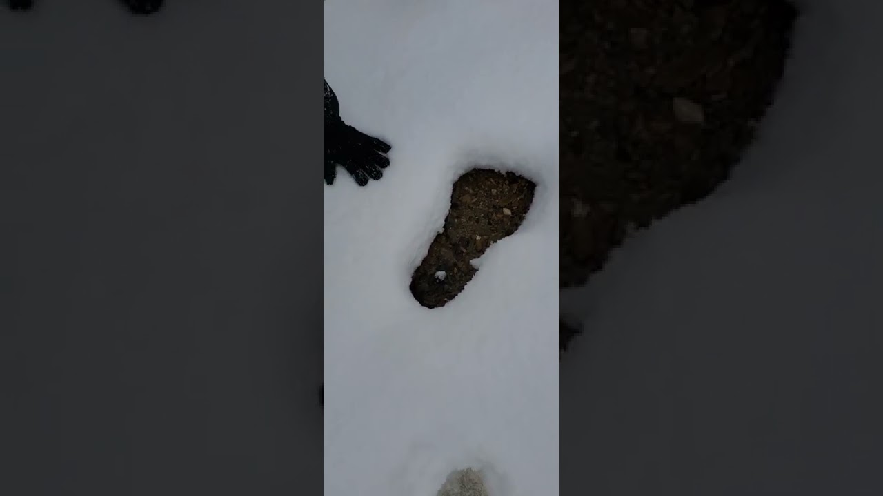 BIGFOOT Print?