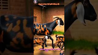 dê có bộ lông độc và lạ nhất thế giới có một không hai #shortvideo #shorts