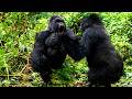 Caught on Camera: The World's Deadliest Animal Brawls