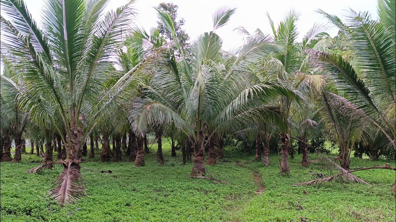 (P# 873) 1.2 hectares Farm lot may katabi na magandang ilog na sa Cavinti, Laguna for sale @ 350/sqm