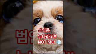 누나가 뀌고 저한테 누명 씌웠어요.. 억울한 아기 시츄의 단독 인터뷰  My sister farted and blamed ME! 😭 Puppy's unfair interview 🎤