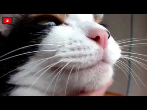 funny-little-cats-#1---try-not-to-laugh-challenge