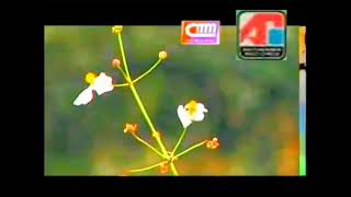 Download Lagu Atiku Gelo - Koes Plus (Campursari Jawa) MP3