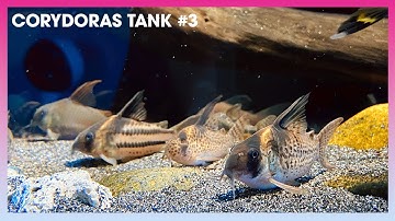 Tổng hợp các loại #Corydoras (Cá Chuột) #3