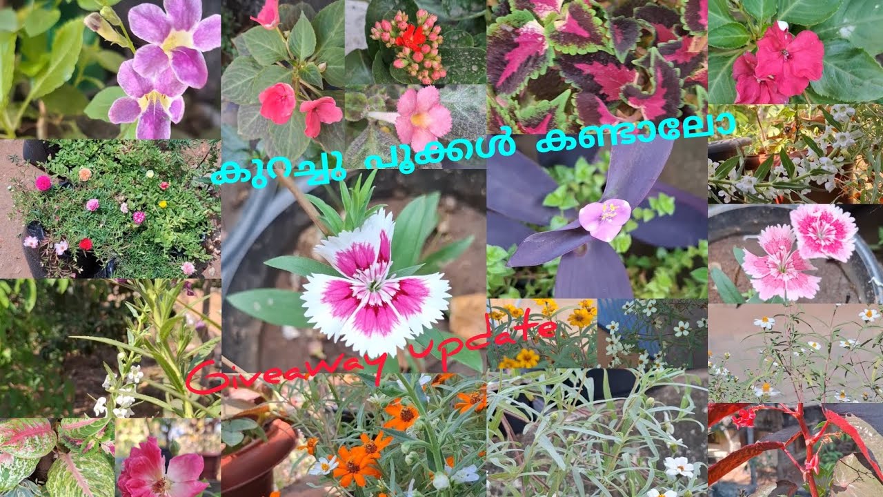 എന്റെ കൈയിലുള്ള കുറച്ചു പൂച്ചെടികൾ 🌼🌸✨#gardening # flowering plants 