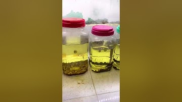 Cập nhật tình hình form cá lóc yellow batik