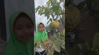 Panen Perdana Buah Srikaya Jumbo