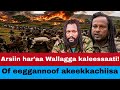 Oduu Arsiin Har Aa Wallagga Kaleessaati Akeekkachiisa 