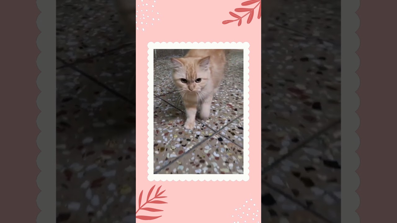 Persian kittens looking for new home 