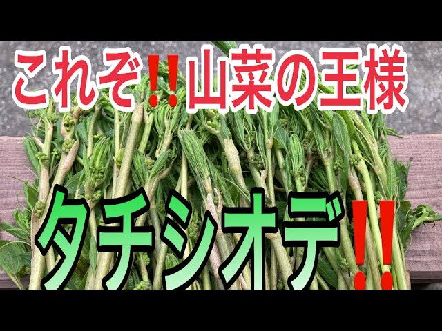 新品　 Amuseables Asparagus 野菜　アスパラ The amazingness of wild asparagus!! April 26, 2022 - YouTube
