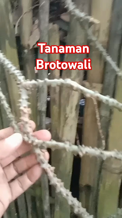 Tanaman Brotowali #shorts #snow #brotowali